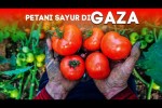 Petani Sayur di Gaza