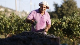 Otoritas Israel Melarang Ekspor Produksi Pertanian Gaza