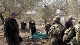 Militer Israel Cegah Petani Tepi Barat Panen Zaitun