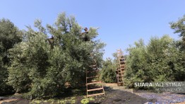 Pemukim Yahudi panen 400 pohon zaitun milik warga Palestina Neblus