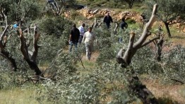 Pemukim Israel Hancurkan dan Babat 80 Pohon Zaitun Palestina di Salfit