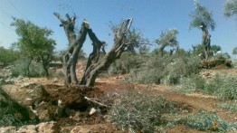 Israel Menghancurkan Lebih 9.000 Pohon Palestina di Tepi Barat dalam Setahun Terakhir