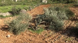 Pendudukan Israel Cabut Puluhan Bibit Zaitun di Selatan Betlehem