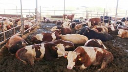Pemerintah Israel Pelajari Hukuman untuk Otoritas Palestina akibat Larangan Impor Daging 