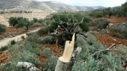 Pemukim Israel Rusak dan Tebang Lebih 60 Pohon Zaitun Palestina di Salfit