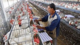Jalur Gaza Hentikan Impor Ayam dari Israel Setelah Temukan Bibit Virus Flu Burung 