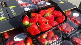 Gaza ekspor tiga ton strawberry ke negara teluk