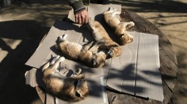 4 bayi singa di kebun binatang Gaza mati akibat cuaca dingin