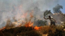 Militer Israel Babat Ratusan Pohon Zaitun Milik Warga Palestina