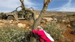 Pemukim Israel Tebang 42 Pohon Zaitun di Desa Yasuf
