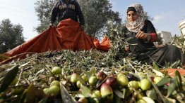 Meski ditentang beberapa pihak, Yordania tetap ekspor zaitun ke Israel