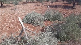 Pemukim Israel Curi Zaitun dan Hancurkan Ladang Petani Palestina di Sebastia
