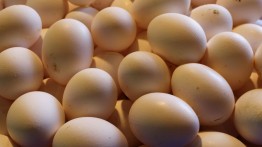 30% telur ayam Israel  terinfeksi virus Salmonella