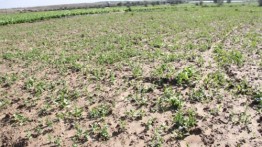 Israel menyemprotkan herbisida di lahan petani Palestina di dekat Gaza