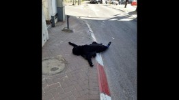 Militer Israel bunuh seorang wanita Palestina di Yerusalem