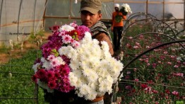 Blokade Israel Membuat Petani Bunga di Gaza Rugi
