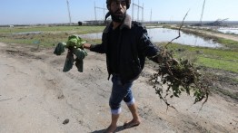 Petani Gaza: 'Israel Hancurkan Semua Tanaman Kami'