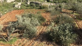 Pemukim Yahudi Membakar Puluhan Pohon Zaitun di Betlehem