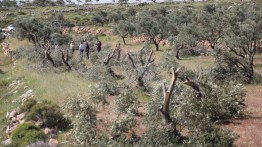 Yahudi Israel babat 700 batang zaitun dan anggur milik warga Palestina Tepi Barat