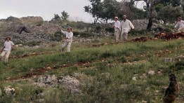 Manfaatkan lockdown, warga Yahudi Israel babat pohon zaitun milik warga Palestina