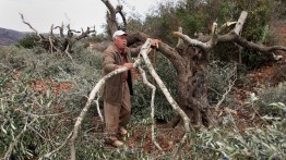 Gerombolan Pemukim Israel Babat 120 Pohon Zaitun Palestina di Nablus