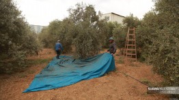 Jalur Gaza Resmikan Pembukaan Musim Panen Zaitun