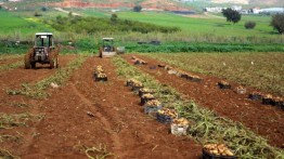 Otoritas Israel buka perbatasan untuk pengiriman hasil pertanian Gaza