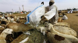 Akibat Terbatasnya Jemaah Haji, Arab Saudi Batal Impor Hewan Ternak dari Sudan