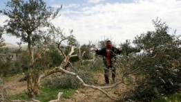 Bangun Jalan Untuk Penduduk Israel, IDF Membabat Pohon Zaitun Palestina di Nablus
