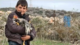 Ayam Lebanon Mengacau Pasukan Israel di Perbatasan 
