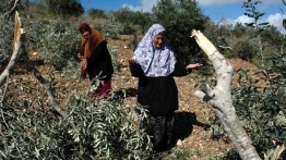 Buldoser Israel Rusak 200 Tanaman Petani Selfit