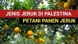INI JENIS JERUK DI PALESTINA‼️ BERKAH BERLIMPAH