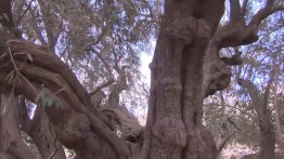 Pohon zaitun tertua di dunia berumur 5500 tahun berada di Tepi Barat