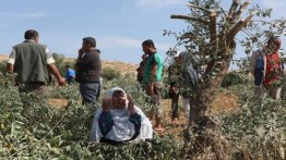 Militer Israel cabut 400 bibit pohon zaitun milk warga Palestina