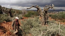 Pemukim Israel Hancurkan 300 Pohon Zaitun Penduduk Palestina di Kota Haris