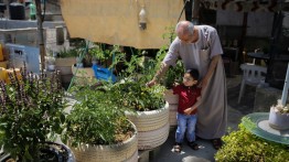 Lahan pertanian berkurang, warga Gaza terapkan metode “rooftop farming” 