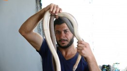 Pawang ular Gaza Abdul Fatah Asaliya telah melatih ular sejak kecil