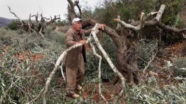Pemukim Israel Tebang 65 Pohon Zaitun Milik Petani Palestina di Nablus