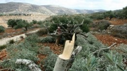 Pemukim Israel Musnahkan Ratusan  Pohon Zaitun Milik Warga Selfit