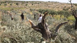 Tentara Israel mencabut lebih dari 500 pohon zaitun di Lembah Jordan