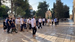 Peringati Hari Raya Sukkot, 373 Yahudi Ilegal Jelajahi Masjid Al-Aqsa