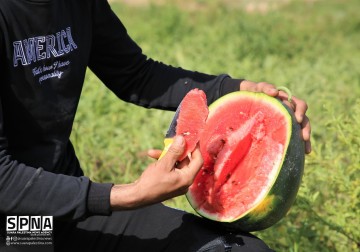 Panen semangka di salah satu perkebunan warga di Gaza.