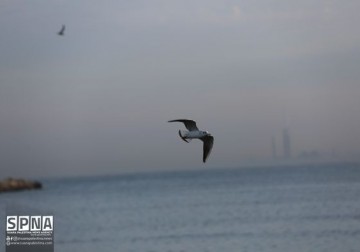 Potret indah burung camar di pelabuhan Gaza