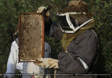 Budidaya Lebah Madu, Warga Gaza Rayakan Panen Madu Musim Semi