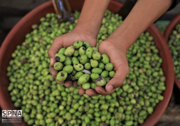Memasuki musim panen besar, buah zaitun mulai membanjiri setiap sisi pasar rakyat di Gaza.