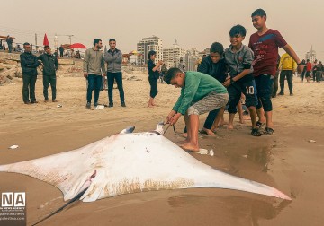 Nelayan Palestina berhasil menjaring sekian banyak ikan pari dari Laut Gaza.