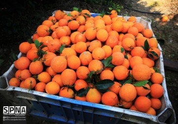 Suara Palestina memotret musim panen jeruk di kota Gaza. Jeruk kota Gaza merupakan salah satu buah jeruk yang terkenal di Palestina, khususnya di Jalur Gaza.
