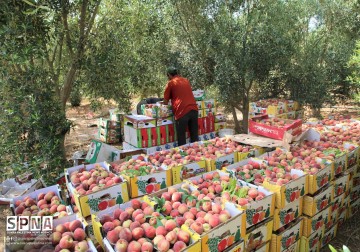 Musim panen buah persik di salah satu lahan pertanian Palestina di utara Jalur Gaza.